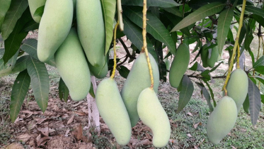 নওগাঁয় এ বছর ১ হাজার ৮শ ৯০ কোটি টাকার আম উৎপাদন