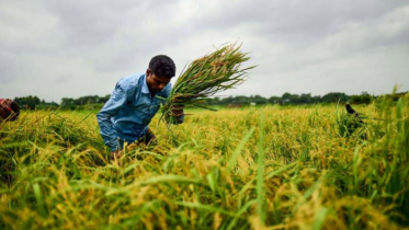 কৃষিতে ৩৭২ কোটি টাকা প্রণোদনা দিয়েছে সরকার