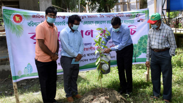 শোকের মাসে বরগুনা জেলা প্রশাসনের বৃক্ষরোপণ 