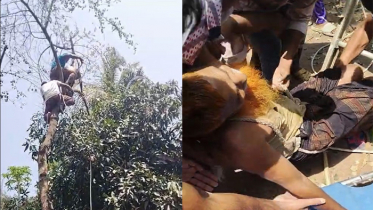 গাছে উঠে মাথা ঘুরে আটকে পড়েন বৃদ্ধ, ৯৯৯ ফোনকলে উদ্ধার