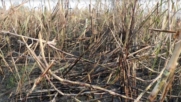 ঠাকুরগাঁওয়ে ইক্ষু খামারে অগ্নিকান্ড, আড়াই লাখ টাকা ক্ষতি