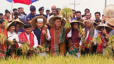 হাওরে কৃষকদের নিয়ে ধান কাটলেন কৃষিমন্ত্রী