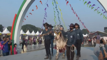 প্রাণিসম্পদ অধিদপ্তরের প্রদর্শনীতে র‌্যাস্পে হাটলো প্রাণী!