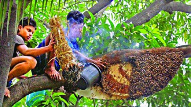 সুন্দরবনে মধু সংগ্রহ শুরু, চলবে আড়াই মাস