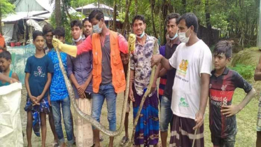 বাগেরহাটে লোকালয় থেকে অজগর উদ্ধার