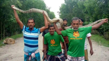 বাগেরহাটে হাঁসের ঘর থেকে বিশাল এক অজগর উদ্ধার