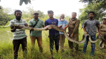 শরণখোলায় ৪০ কেজি ওজনের অজগর উদ্ধার, সুন্দরবনে অবমুক্ত