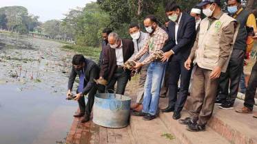 ঘোড়াদিঘীতে ৫৩ সন্ধি কচ্ছপ অবমুক্ত