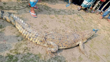 গ্রামের পুকুরে হাঁস খেয়ে ধরা পড়ল কুমির