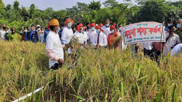 বাগেরহাটে আনুষ্ঠানিকভাবে ধান কাটা শুরু