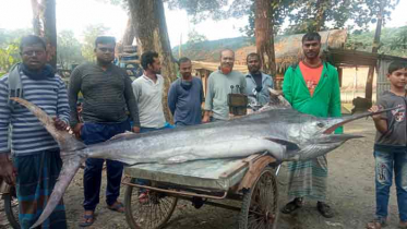 বঙ্গোপসাগরে ধরা পড়ল ৪ মণের বিরল গোলপাতা মাছ