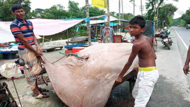 বাগেরহাটে ১০ মণের শাপলাপাতা মাছ দেখতে ভিড়