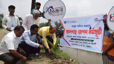 বরগুনায় ৮ শতাধিক তাল ও খেজুরের চারা রোপণ