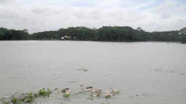 বাউফলে আমন চাষে ক্ষতির আশঙ্কা কৃষকের