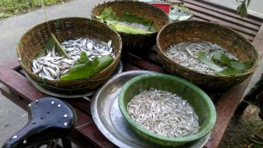 তেঁতুলিয়া নদীতে চলছে রেণুপোনা নিধন, বাড়ি-বাড়ি বিক্রি