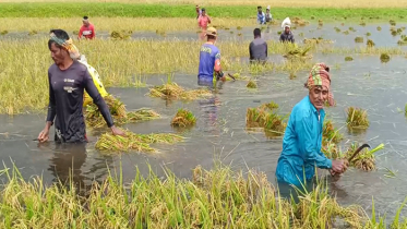 পাকা ধান পানিতে তলিয়ে যেতে দেখে কৃষকের মৃত্যু