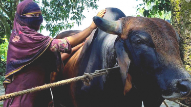কুরবানির বাজার কাঁপাতে প্রস্তুত আসমা খাতুনের লালু পালোয়ান