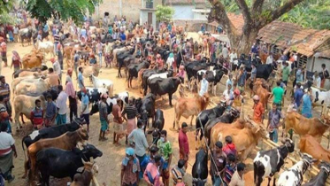 স্বাস্থ্যবিধির বালাই নেই শার্শার সাতমাইল পশুহাটে