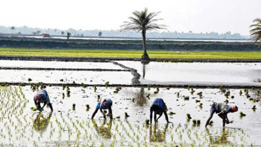 শীত উপেক্ষা করে বোরো আবাদে ব্যস্ত কৃষক