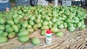শার্শায় কেমিক্যাল দিয়ে আম পাকানোর মহোৎসব চলছে