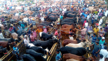 দক্ষিণাঞ্চলের সর্ববৃহৎ পশুরহাট শার্শার সাতমাইল ক্রেতাশুন্য