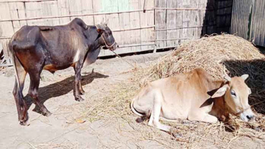 শার্শায় ব্যাপকহারে দেখা দিয়েছে গরুর রোগ, আতঙ্কে খামারিরা