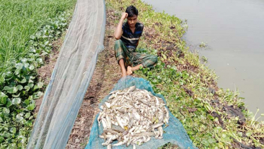 শার্শায় পুকুরে বিষ প্রয়োগে দুই লাখ টাকার মাছ নিধন