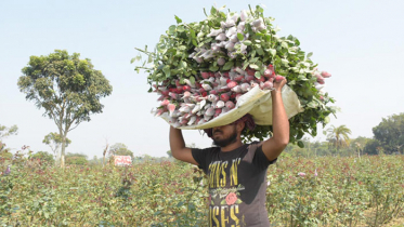 গদখালিতে এবার ২৫ কোটি টাকার ফুল বিক্রির আশা