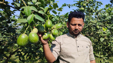 সুগন্ধি লেবু চাষে প্রথমবারেই সফল শার্শার তরুণ