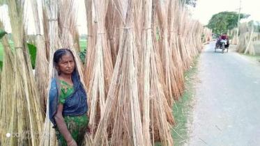 পাটের উপযুক্ত দাম পেয়ে খুশি বেনাপোলের কৃষকেরা
