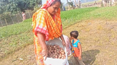 পেঁয়াজের বাম্পার ফলন, ভাল দাম পাওয়ায় খুশি কৃষক