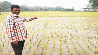 পূর্ব শত্রুতায় ৪ বিঘা জমির ইরিধানে বিষ দিল দুর্বৃত্তরা