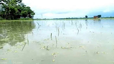 শার্শায় টানা বৃষ্টিতে তলিয়ে গেছে আমন ধানের বীজতলা