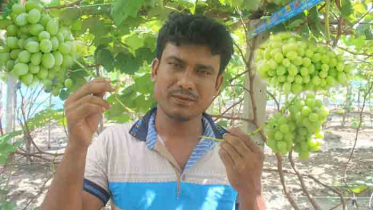 শার্শার পল্লীতে আঙ্গুর চাষে সফল মহাসিন আলী  