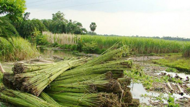 যশোরে পাট জাগ দেওয়া নিয়ে বিপাকে চাষিরা