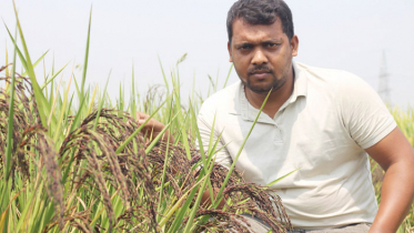 ক্যান্সার প্রতিরোধী ধান আবাদে সফল ঝিকরগাছার কৃষক আলামিন