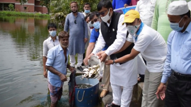 বঙ্গবন্ধুর জন্মশতবার্ষিকীতে ভোলায় মাছের পোনা অবমুক্তকরণ