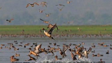 এবার অতিথি পাখির আগমন কম (ভিডিও)