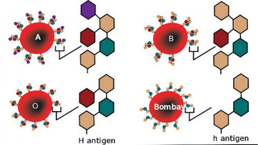বাংলাদেশে বোম্বে ব্লাডগ্রুপ: আতঙ্কিত নয় সচেতন হোন
