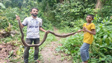 বোয়ালখালীতে ১২ ফুট লম্বা বার্মিজ অজগর উদ্ধার বোয়ালখালীতে ১২ ফুট লম্বা বার্মিজ অজগর উদ্ধার