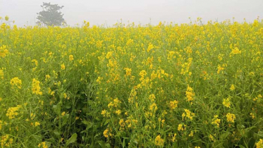 ব্রাহ্মণবাড়িয়ায় সরিষার বাম্পার ফলনের আশা 