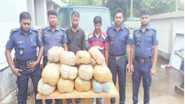 বিজয়নগরে ৪০ কেজি গাঁজাসহ ২ মাদক ব্যবসায়ী গ্রেপ্তার