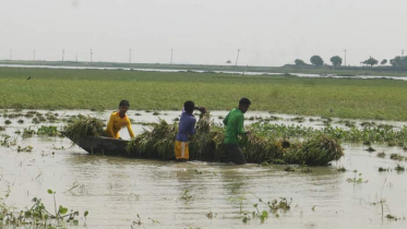 নাসিরনগরে ৫০ বিঘা ধানি জমি তলিয়ে গেছে পানিতে