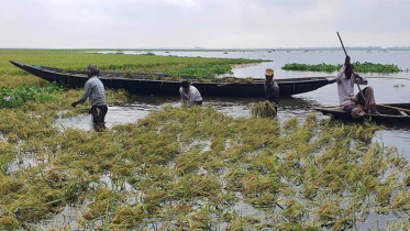 পাহাড়ী ঢলে ফসলের ব্যাপক ক্ষতি, দিশেহারা কৃষকরা