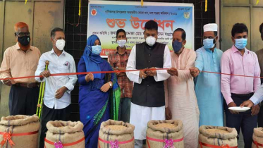 নাসিরনগরে সরকারিভাবে বোরো ধান ক্রয়ের উদ্বোধন