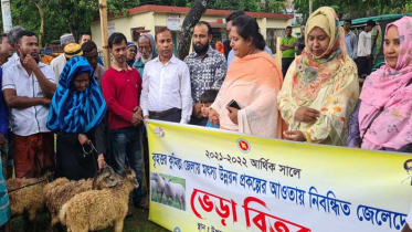 আখাউড়ায় ১০০ জেলের মাঝে ভেড়া বিতরণ