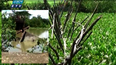 বরগুনায় ঝুঁকিপূর্ণ সেতু দিয়ে পারাপার (ভিডিও)