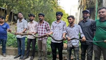 চট্টগ্রাম বিশ্ববিদ্যালয়ে ১২ ফুট দৈর্ঘ্যের ‘কিং কোবরা’ উদ্ধার