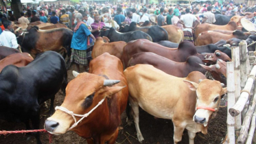 গরুর শোকে কাতর বাবার মৃত্যুতে পাথর