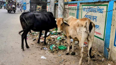 সড়কে গরু পেলেই নিলামে দিচ্ছে প্রশাসন